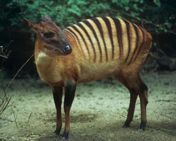 世界10大神奇动物，像斑马一样的羚羊，和大熊猫齐名的金丝猴