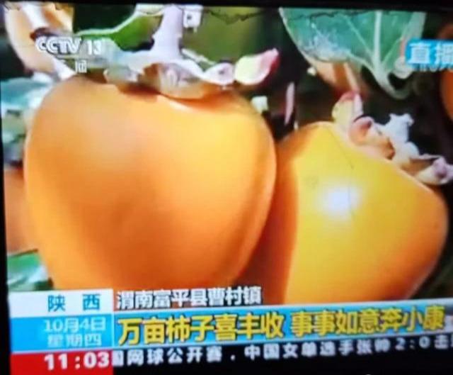 富平的柿子红了！富平柿子再次登上央视新闻