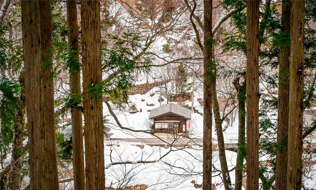 被“囚禁”的日本雪猴：景区靠食物哄骗猴子泡温泉，吸引游客关注