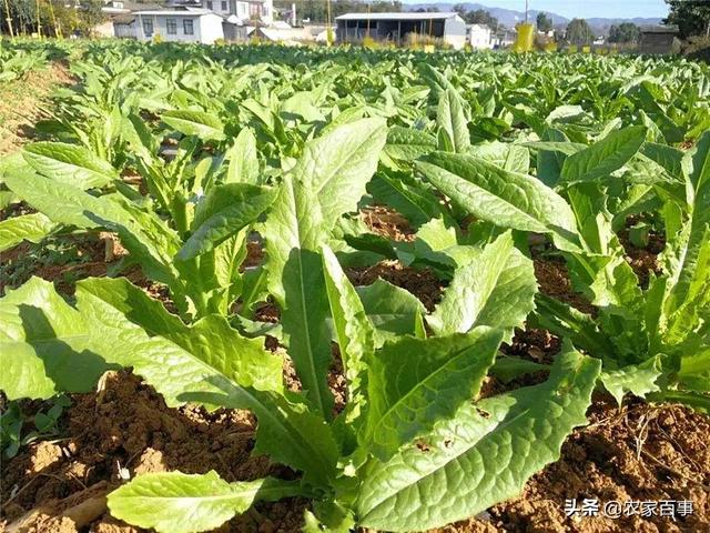 比牛肉还贵的网红“贡菜”，一斤变6斤，农民种植靠它发家致富