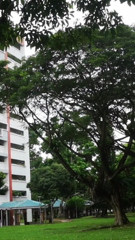 新加坡组屋旁边的公园，高大的树木，遮天蔽日，绿茵如毯，人少呢