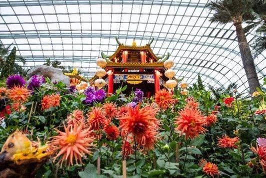 新年赏花好去处，新加坡滨海湾花园邀你共赴新春花卉展