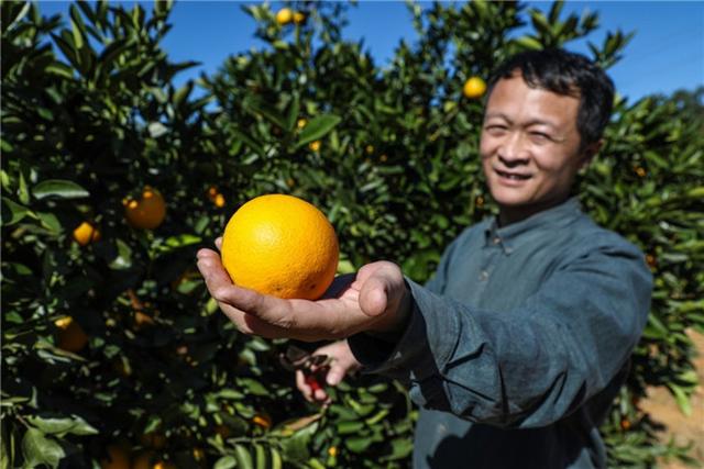 褚氏农业携手拼多多打造数字农业 云冠橙接力褚橙亮相年货节