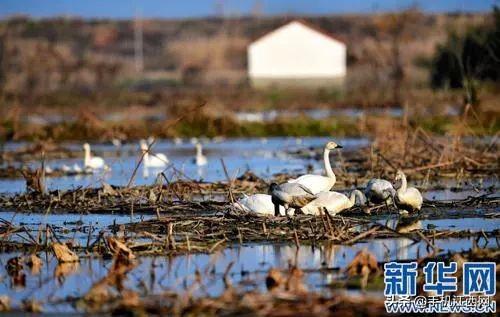 湿地滋润赣鄱，候鸟连通世界！2019鄱阳湖国际观鸟周大幕开启