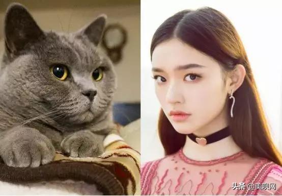 Jennie同款猫系脸，赵丽颖像折耳、林允像英短，看到贾玲憋不住了