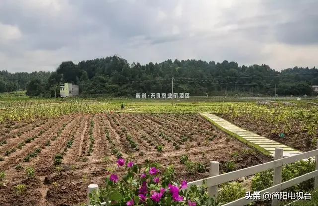 遇见天府雄州 | 陈新 : 一道美食映照的修为