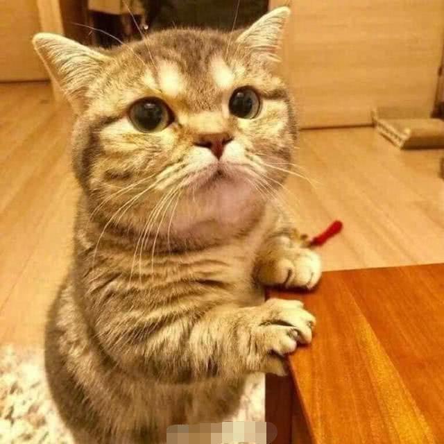 新加坡的家养猫和流浪猫