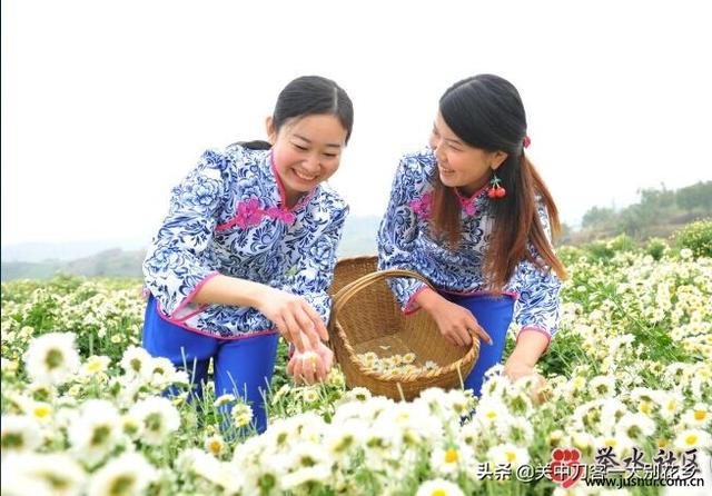 （湖北麻城）一朵小菊花的大产业