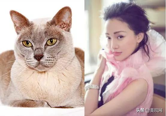 Jennie同款猫系脸，赵丽颖像折耳、林允像英短，看到贾玲憋不住了