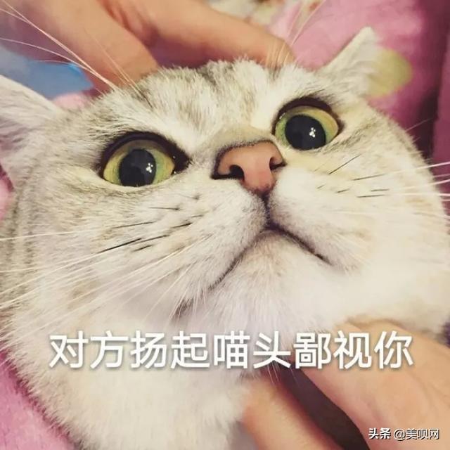 Jennie同款猫系脸，赵丽颖像折耳、林允像英短，看到贾玲憋不住了