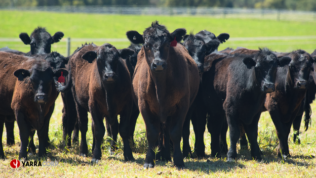 中国-澳大利亚-新加坡 携手雅拉·闪变大厨色星厨料理店开业
