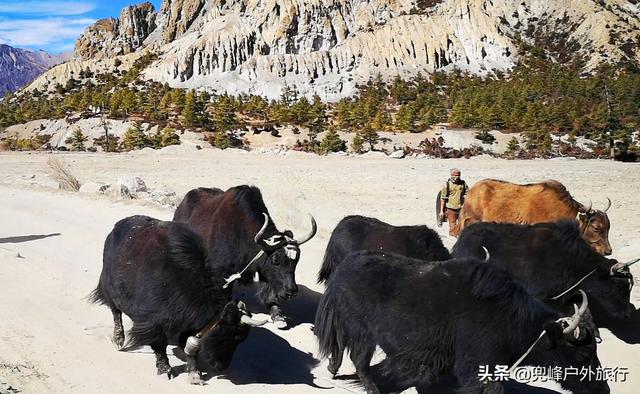 行走安娜普尔纳环线，朝仰雪山群峰（尼泊尔ACT徒步｜美图+攻略）