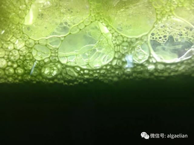 蓬勃发展，盛开的微藻