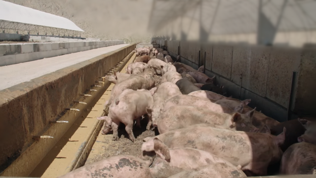 印尼超27000头生猪死亡，欧洲猪肉高价卖到中国！国内猪价又涨了