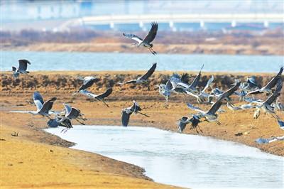青岛：打造外资“强磁场”