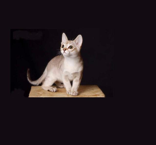 每天送你一只猫，（一）新加坡猫，体型最小的猫
