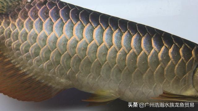 漂亮 新加坡金龙 缸里呈现美好，喜欢的关注 每天更新