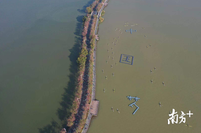 多图｜2019肇庆国际半马：除了实力派，各路“大神”也来助阵