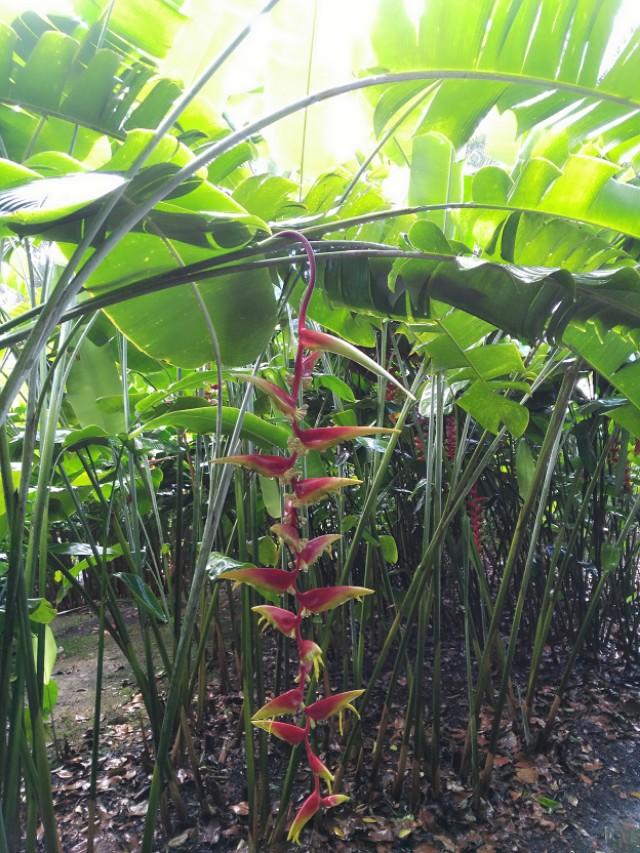 新加坡印象(二)：植物园里有许多美丽的花朵！