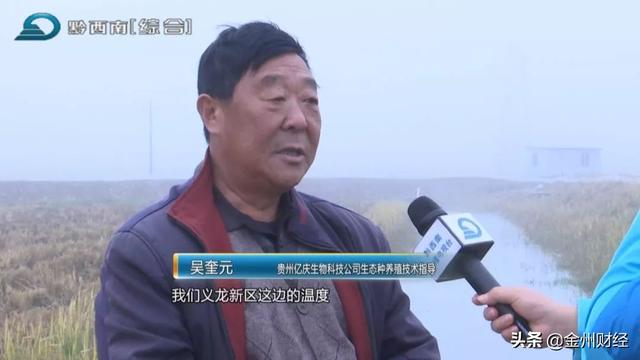 「财经关注」黔西南：坝区迎丰收 亩产过万元