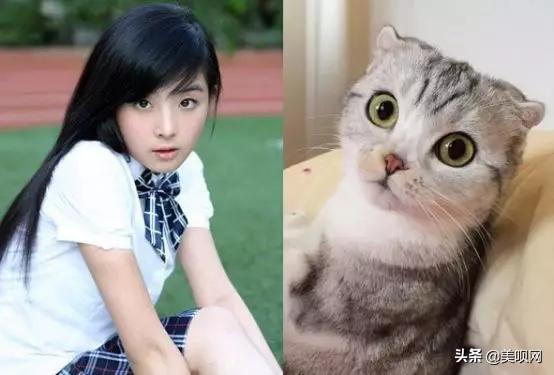 Jennie同款猫系脸，赵丽颖像折耳、林允像英短，看到贾玲憋不住了