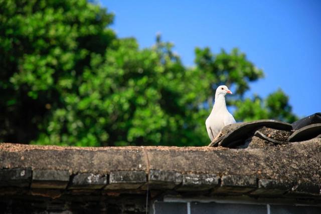 在文昌，遇见南洋骑楼与伊斯兰拱券风格的民宅