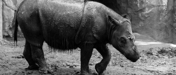马来西亚最后一头苏门答腊犀牛死亡，人类离第六次物种大灭绝有多远？
