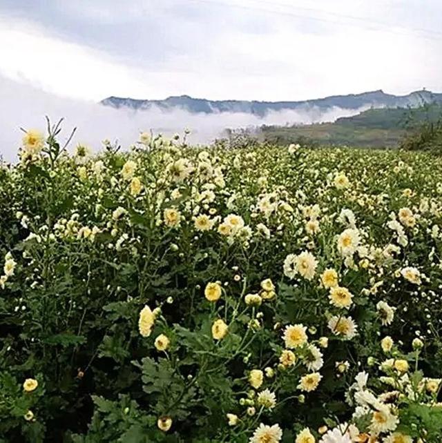 【签约】新加坡，您买的60吨云阳菊花即将起航！