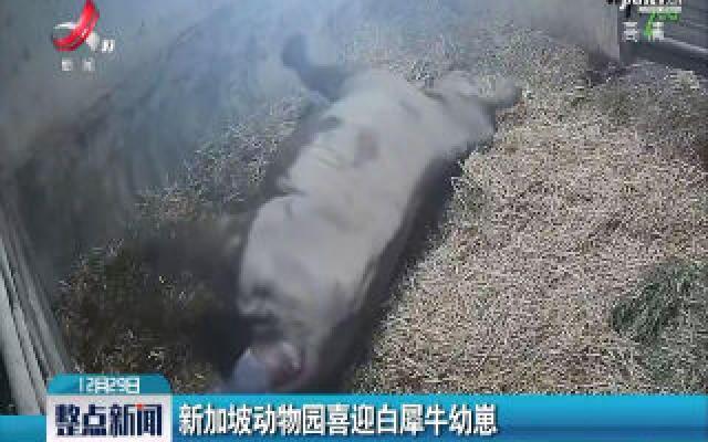 新加坡动物园喜迎白犀牛幼崽