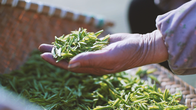 绍兴25家茶企亮相深圳茶博会 越茶俏鹏城 借梯再登高