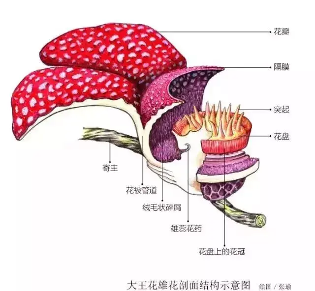 你印象里可怕的食人花，其实只是一种可怜的奇葩植物