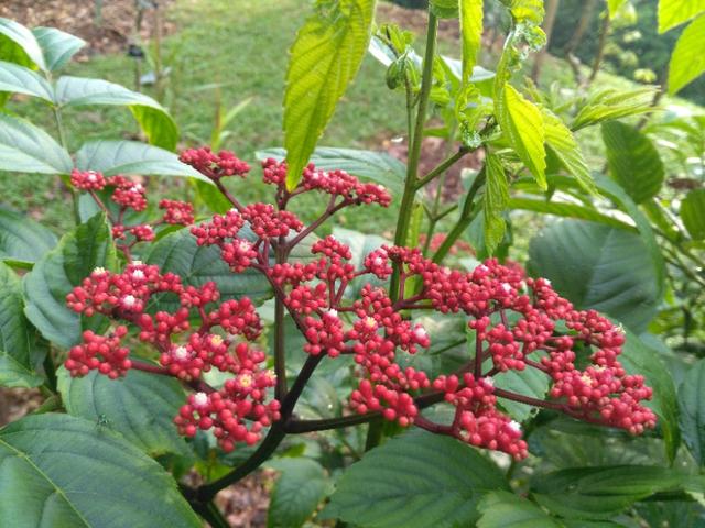 新加坡印象(二)：植物园里有许多美丽的花朵！