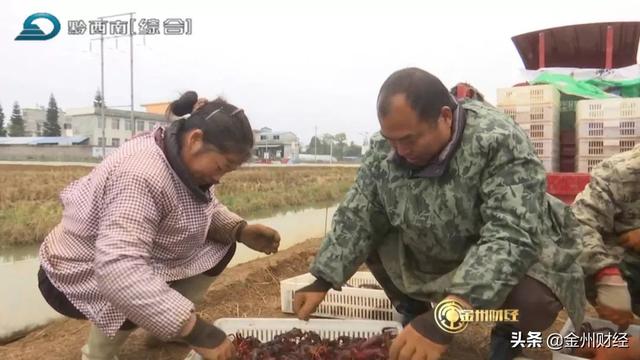 「财经关注」黔西南：坝区迎丰收 亩产过万元