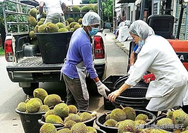 新加坡榴莲季来啦，会涨价！盘点全岛最便宜榴莲摊