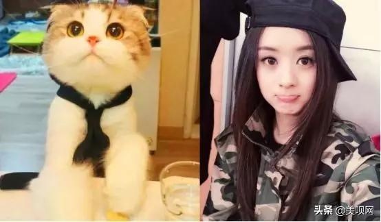 Jennie同款猫系脸，赵丽颖像折耳、林允像英短，看到贾玲憋不住了