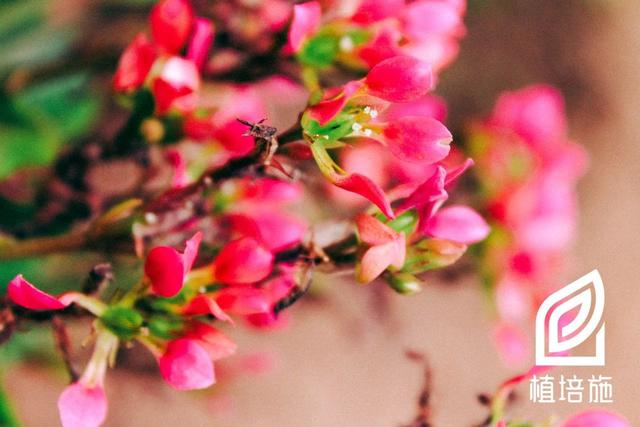 「植培施」长寿花Kalanchoe blossfeldiana 温室花卉养护手册