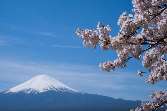 季节限定丨日本早樱之旅，又见初恋の樱花季（内含新春特别福利）