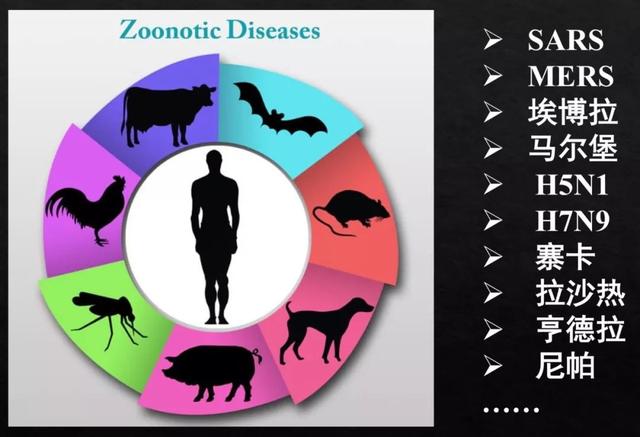 野生动物的病毒怎么就传染了人类