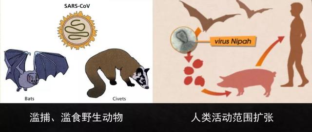 野生动物的病毒怎么就传染了人类