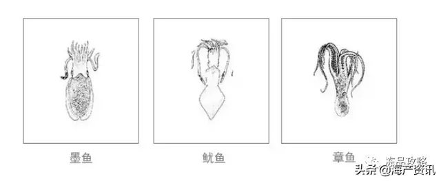 海洋中的“软氏三兄弟”，鱿鱼、墨鱼、章鱼，你分得清楚吗？