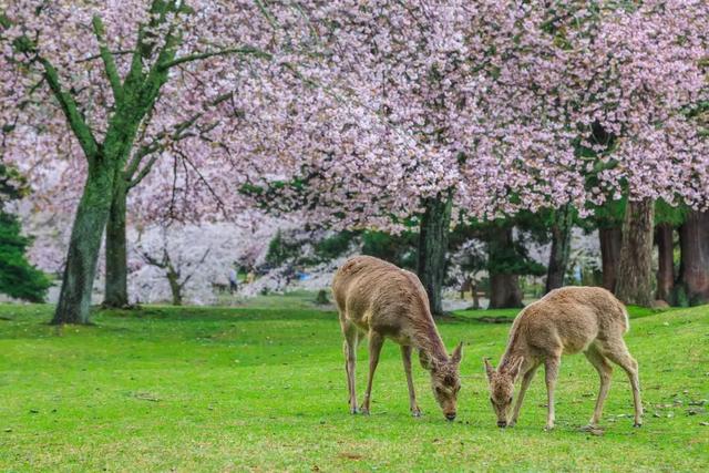 季节限定丨日本早樱之旅，又见初恋の樱花季（内含新春特别福利）