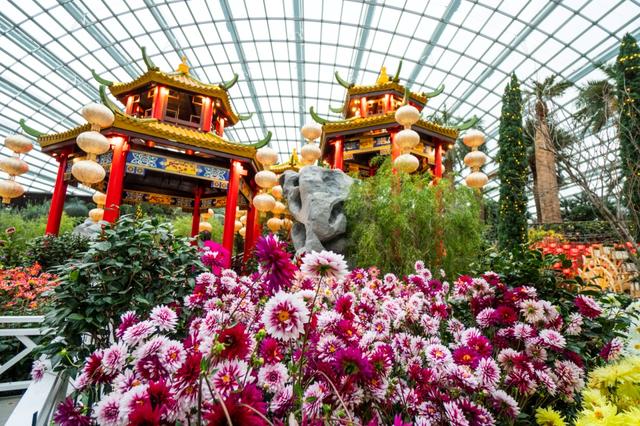 新年"花"样多 新加坡邀你去赏花