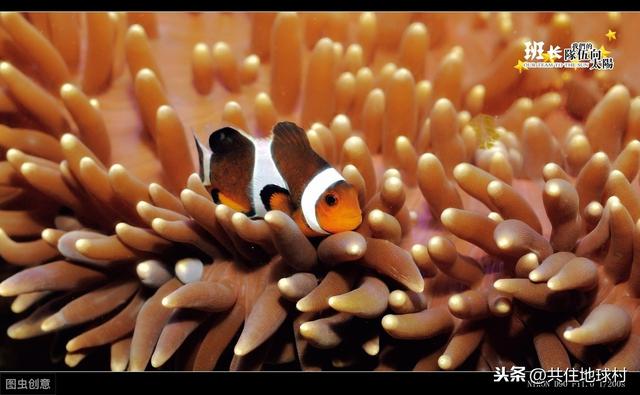 《亚洲-海陆空之海》有个可爱的名字公主小丑鱼！“眼斑双锯鱼”