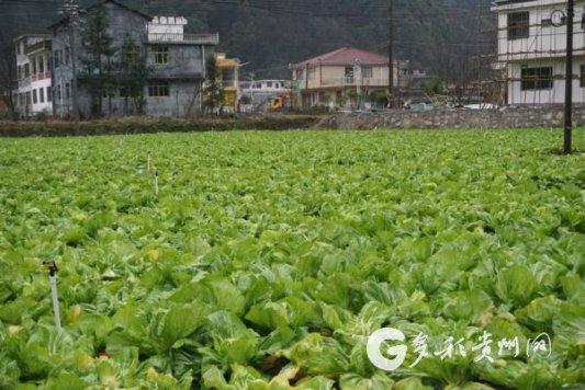 【聚焦两会·东西部扶贫协作】印江木黄：5000亩蔬菜种出村民致富路