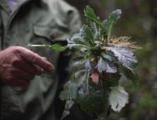 「夜读」徐观潮：采草药记