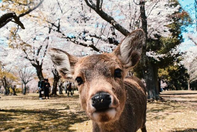 季节限定丨日本早樱之旅，又见初恋の樱花季（内含新春特别福利）