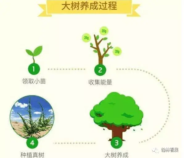 支付宝中的蚂蚁森林，种一棵梭梭树为何要17.9kg能量