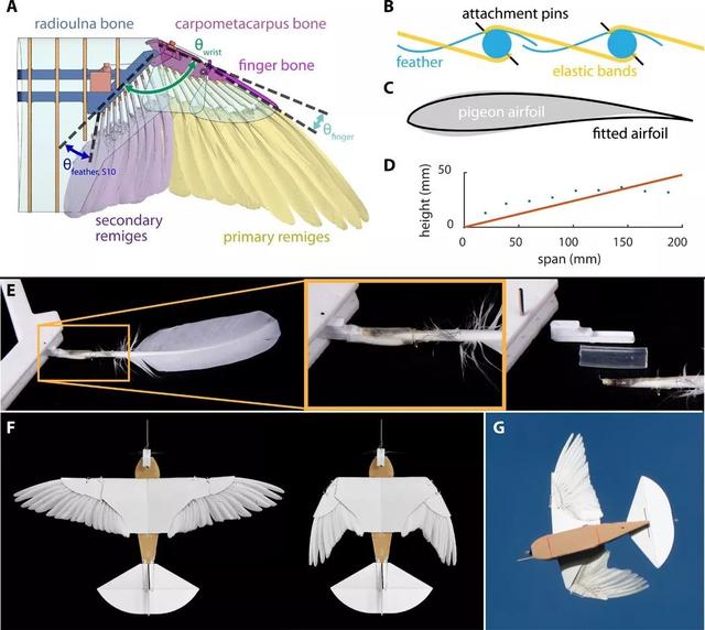 真·鲁班：斯坦福造出带羽毛翅膀的「机器鸽」，登Science及其子刊