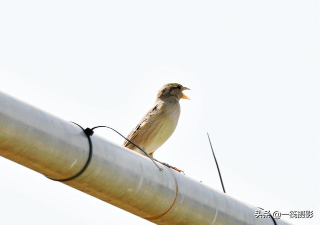 这只麻雀不一般，据说是从新疆迁徙至广州