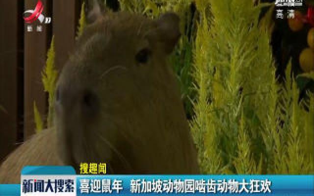 喜迎鼠年 新加坡动物园啮齿动物大狂欢